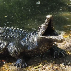 Statues & Sculptures Reptiles-Baby Crocodile Bronze Metal Garden Ornament