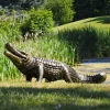 Statues & Sculptures Reptiles-Crocodile Life-Size Bronze Metal Garden Statue