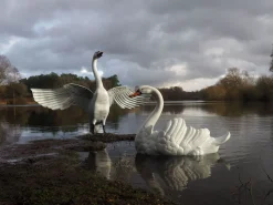 Statues & Sculptures Swans-Grand Pair of Swans Antique White Metal Garden Statues