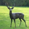 Statues & Sculptures Stags & Deers-Wild Stag Life-Size 148cm Bronze Metal Garden Statue